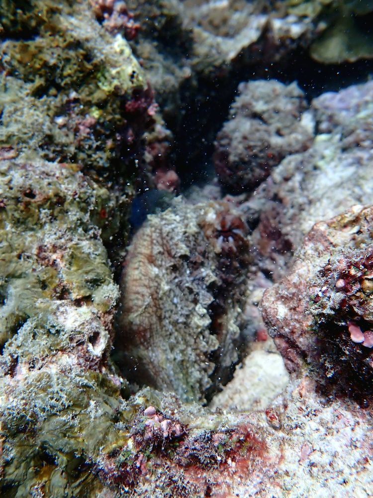 Voyage photo from extramile.org.za Seychelles 2025