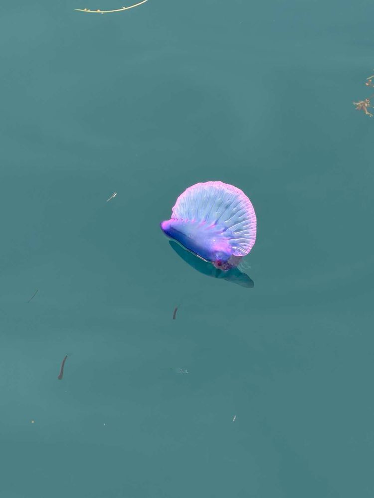 Voyage photo from Green Island, San Blas to Linton Bay, Panama