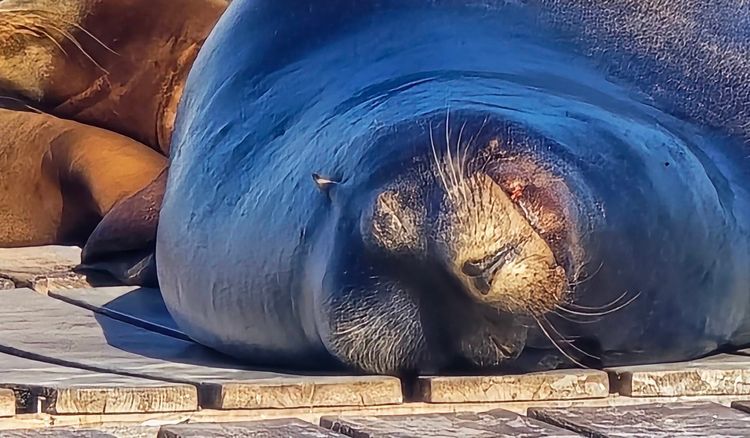 Voyage photo from emb with Jewels on 663