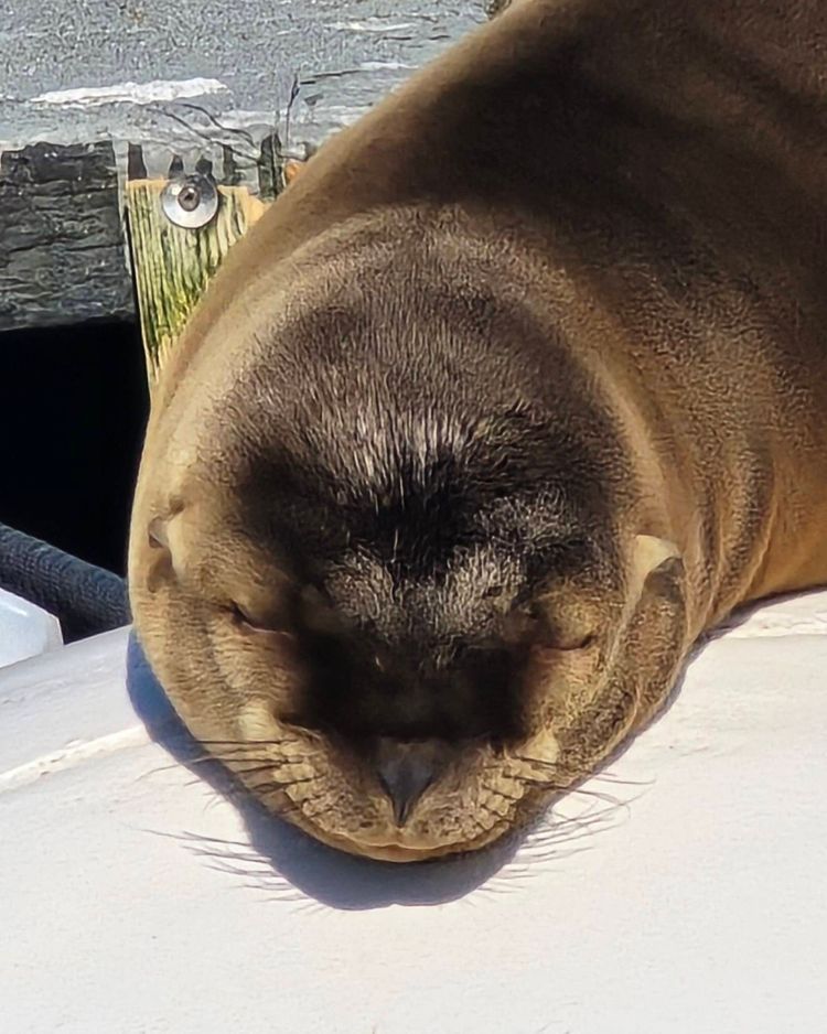 Voyage photo from emb with Jewels on 663