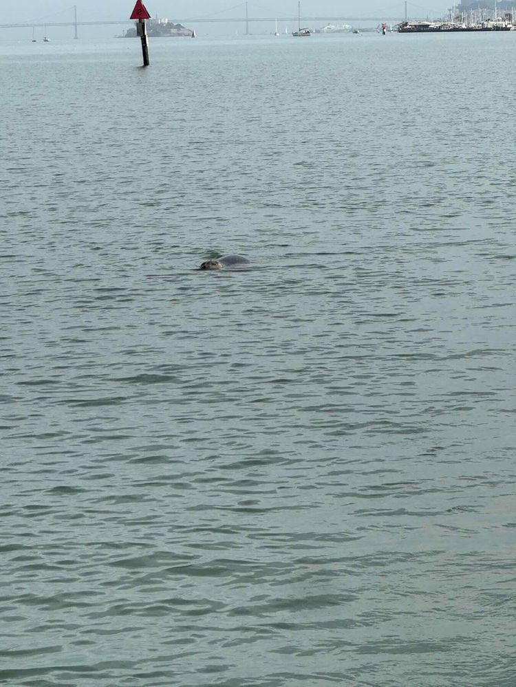 Voyage photo from No wind on Hummingbird