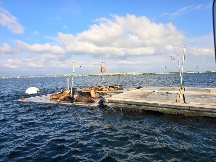 Voyage photo from sp5 with Jewels on 631