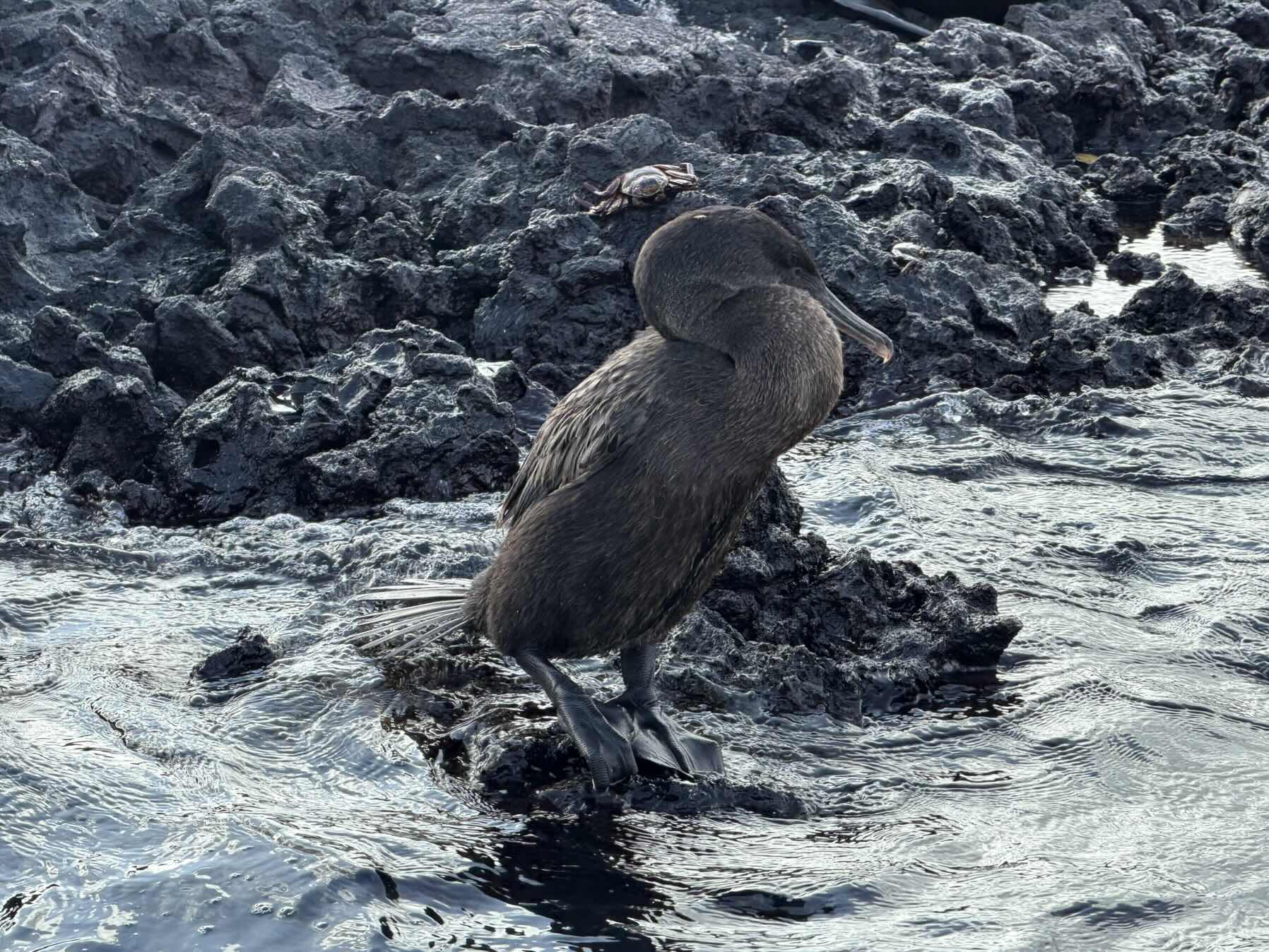 Animal watching excursion from Elizabeth Bay_6FEC2E21-159B-48AE-951D-4FBDE96C84FF