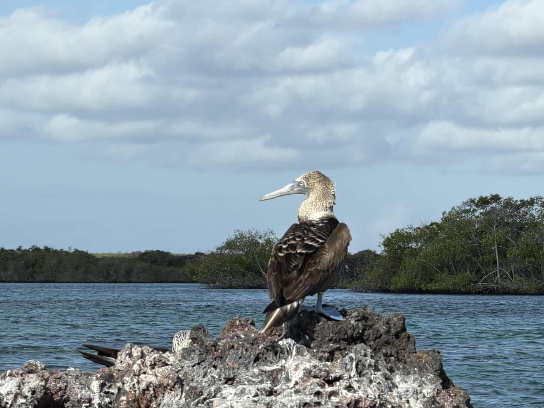 Animal watching excursion from Elizabeth Bay_A3C6B2E7-CEE7-46E2-A276-D2EC34EB7633