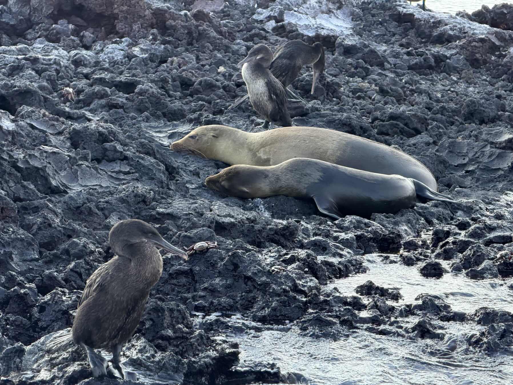 Animal watching excursion from Elizabeth Bay_FC55AE22-309E-497A-BD25-59F7D4F57A89