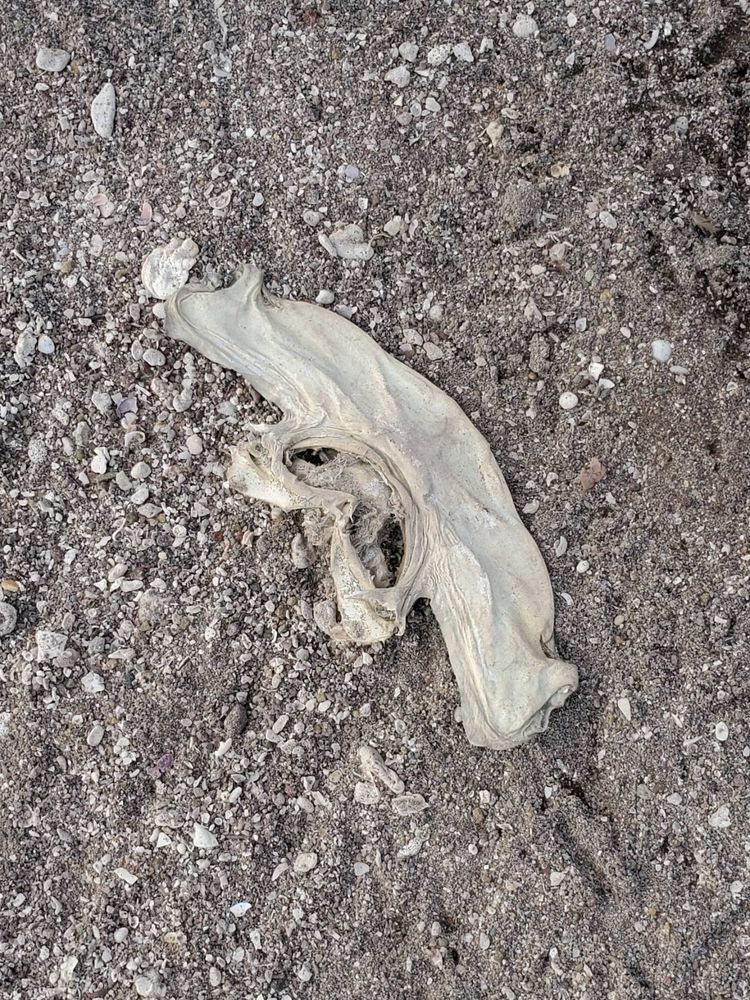 Voyage photo from Bahia Balandra - Honeymoon Cove, Isla Danzante