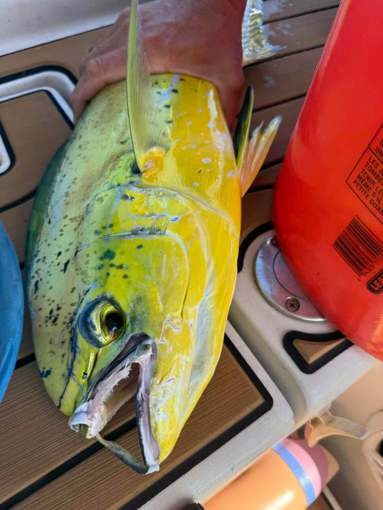 Voyage photo from Up from the Caribbean all the way to Ft Pierce, Fl no stopping 6 1/2 days of sailing