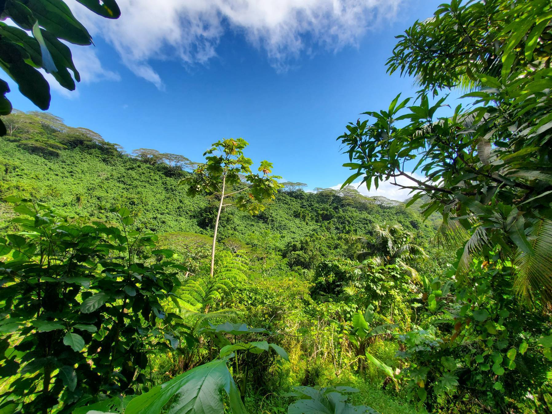 Riateia - BaieTapuamu, Tahaa _B11FC386-C3A4-4FFF-B9C2-1D8922B281D5
