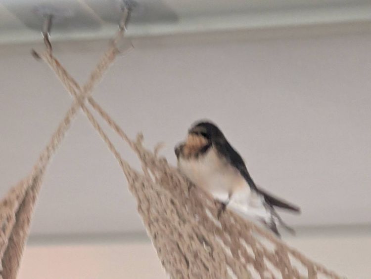 Voyage photo from 2025 Salty Dawgs Rally - Leg 2