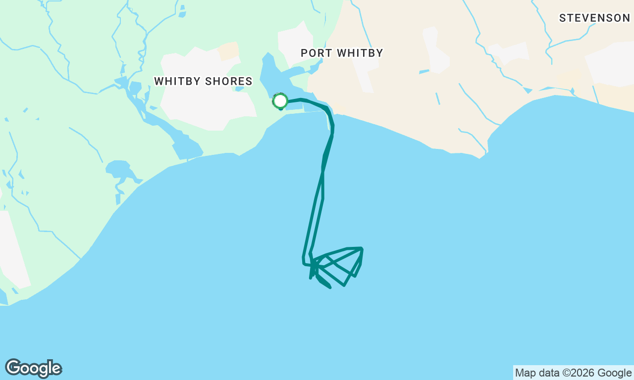 Shark racing