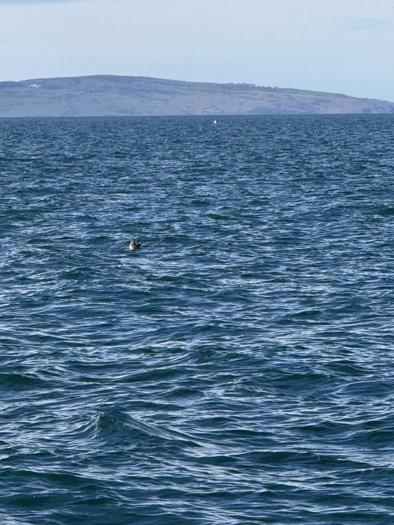 Tumble Home around Puffing Island with NWCC (shake down sail)_6395C8CD-063B-43E2-B0C4-797518B0E7E1