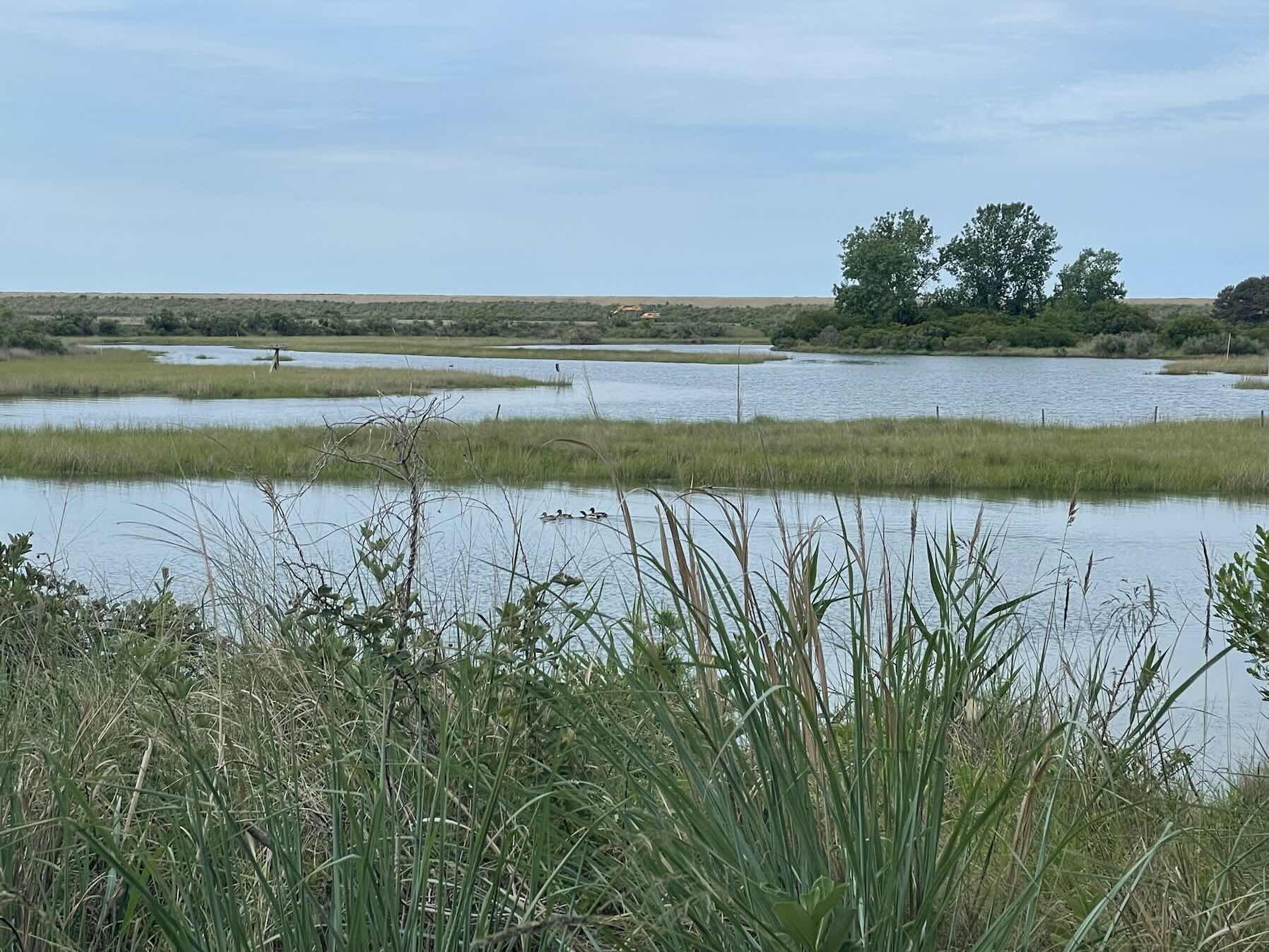 Tilghman Island to
Poplar Island_72B0DDB3-DF94-48EC-974A-DCEA465EFF96