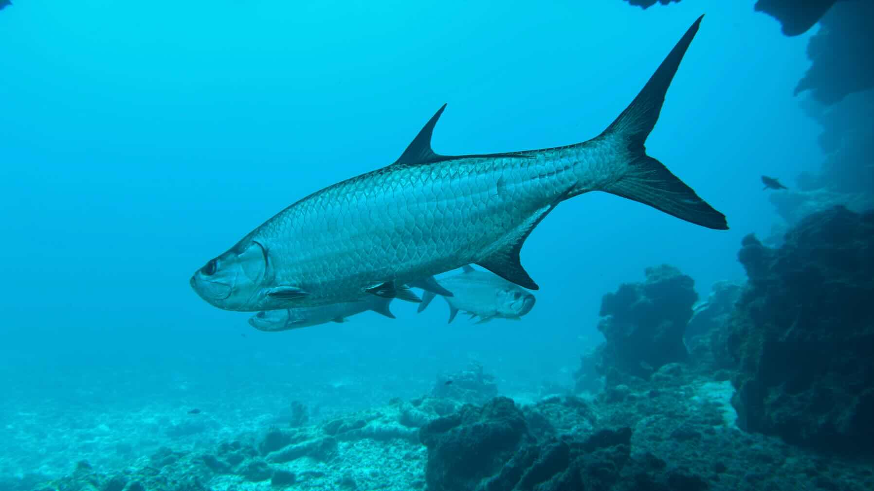 Green Turtle to outside reefs off of Manjack _6D19AC48-AE6D-4553-9817-B7E58D201438