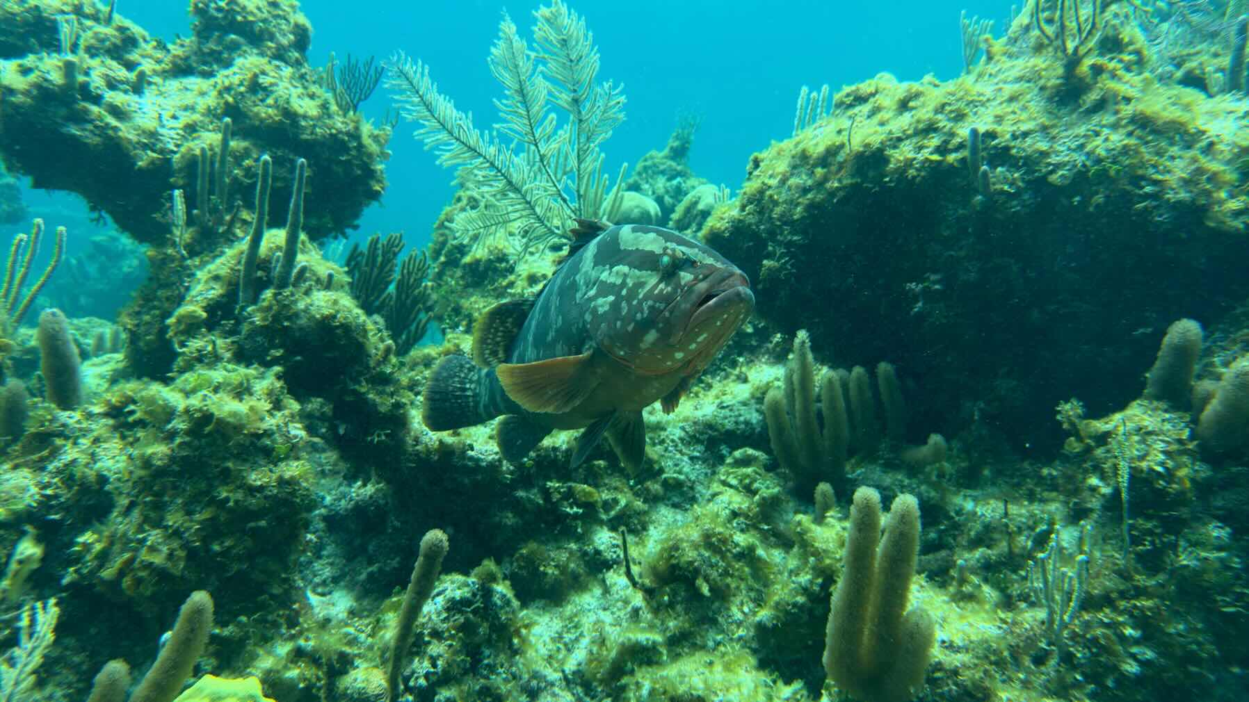 Green Turtle to outside reefs off of Manjack _7937D28E-2149-41ED-AC6C-893E35C5A68D
