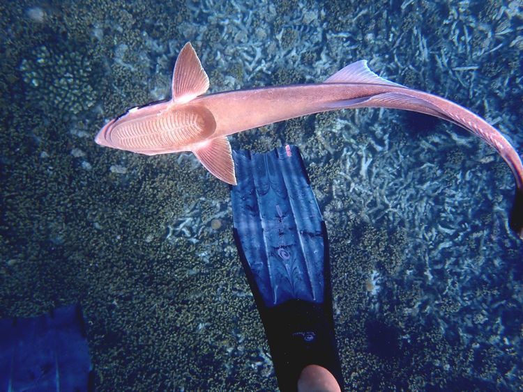 Voyage photo from Felicity to Anse Lazio