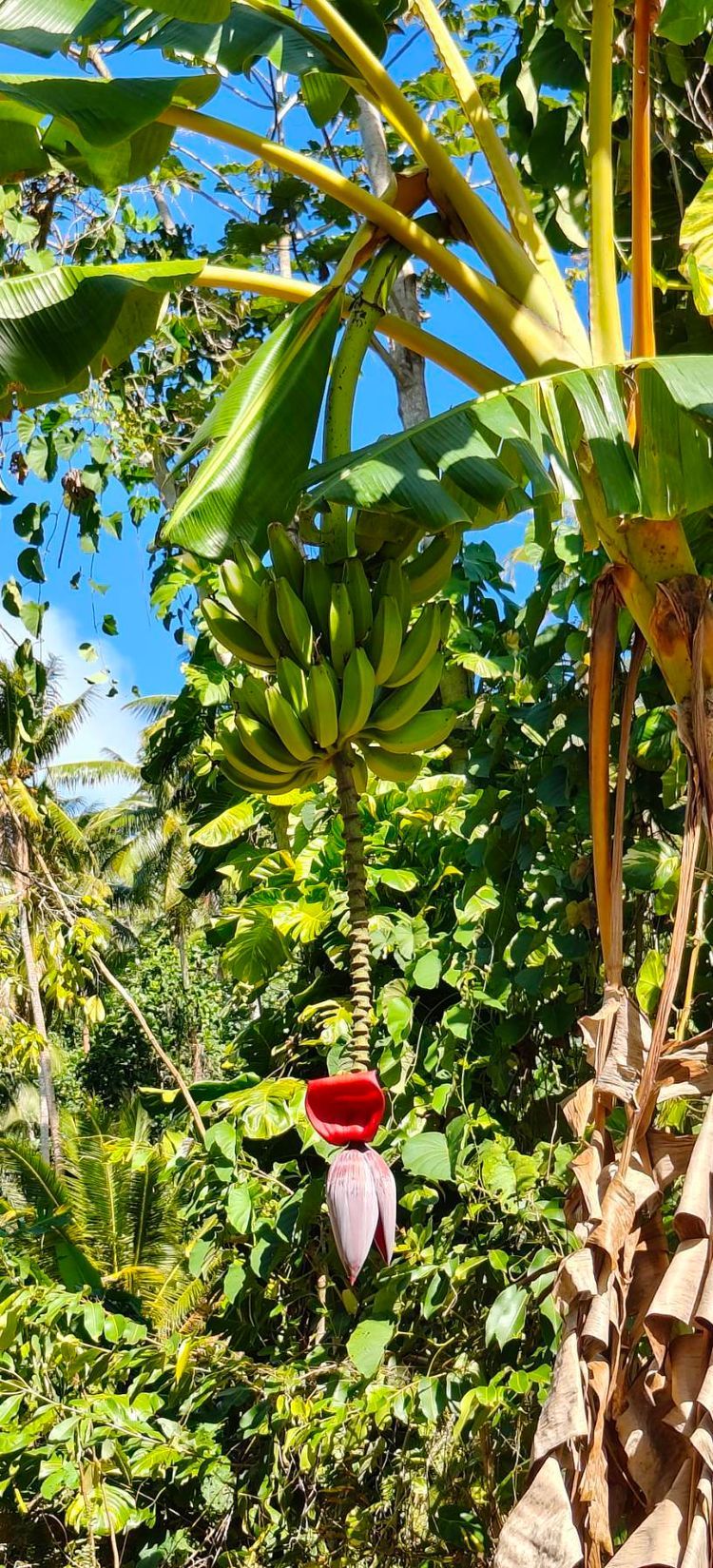 Voyage photo from Raiatea to Maupiti