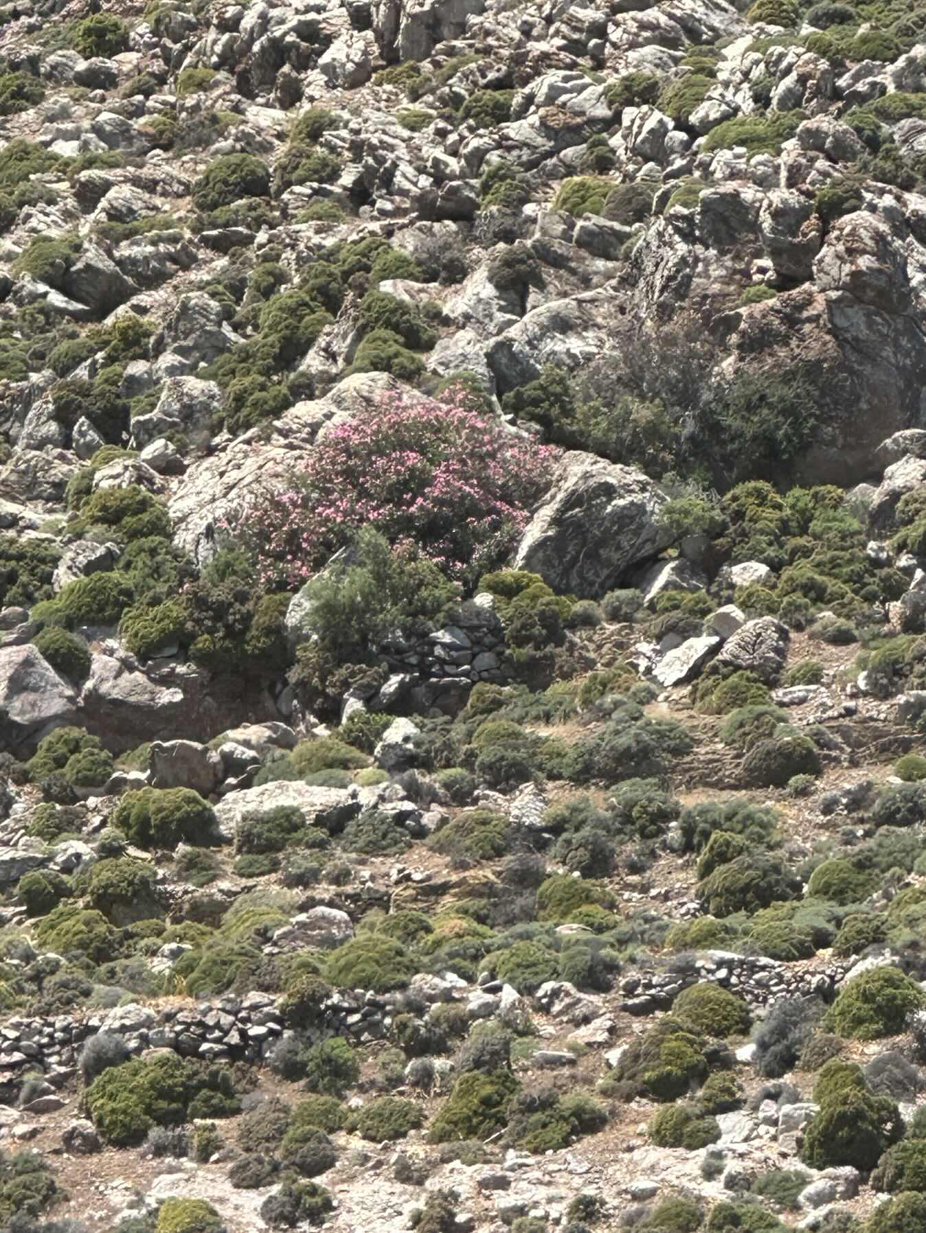 Alimia to Tisos via Chalki_8E1EF6C7-E23A-427D-9604-D70726A62BB9