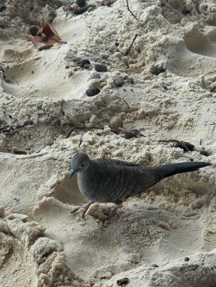 Voyage photo from Seychelles D4