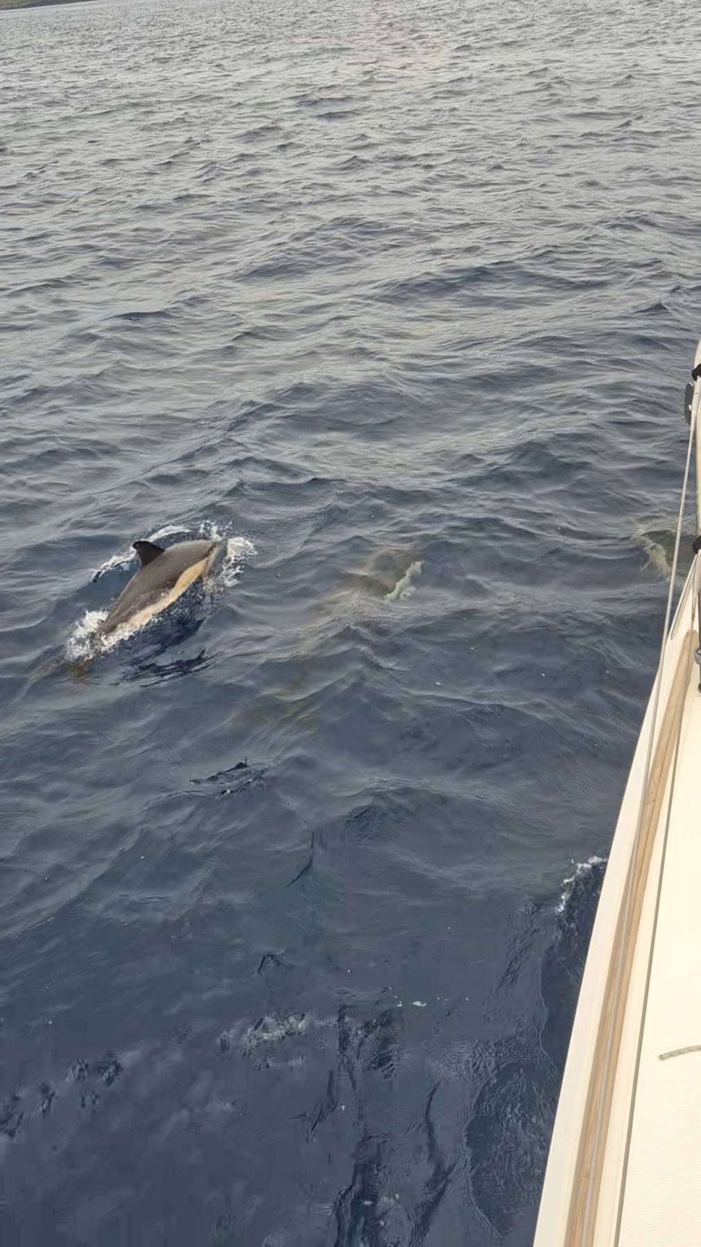 Half Day Sailing With Dr. James Aisenberg and Sun_67ACA940-E3BF-495D-A0ED-4C891F7C4872
