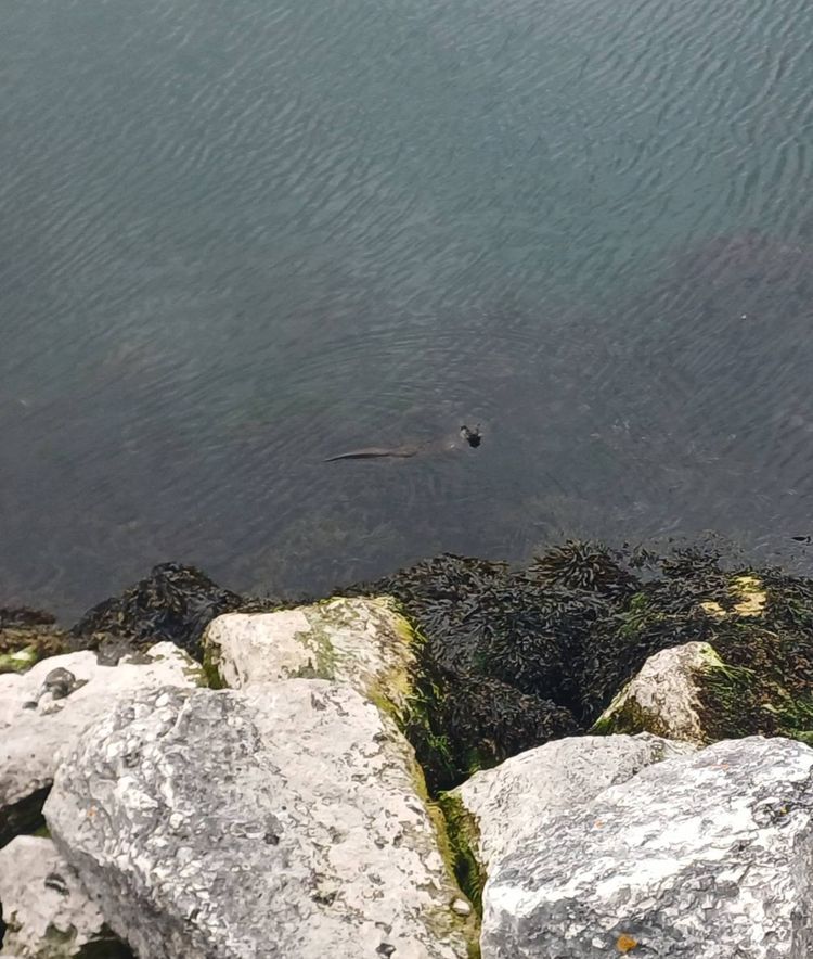 Voyage photo from Glenarm :: Peel