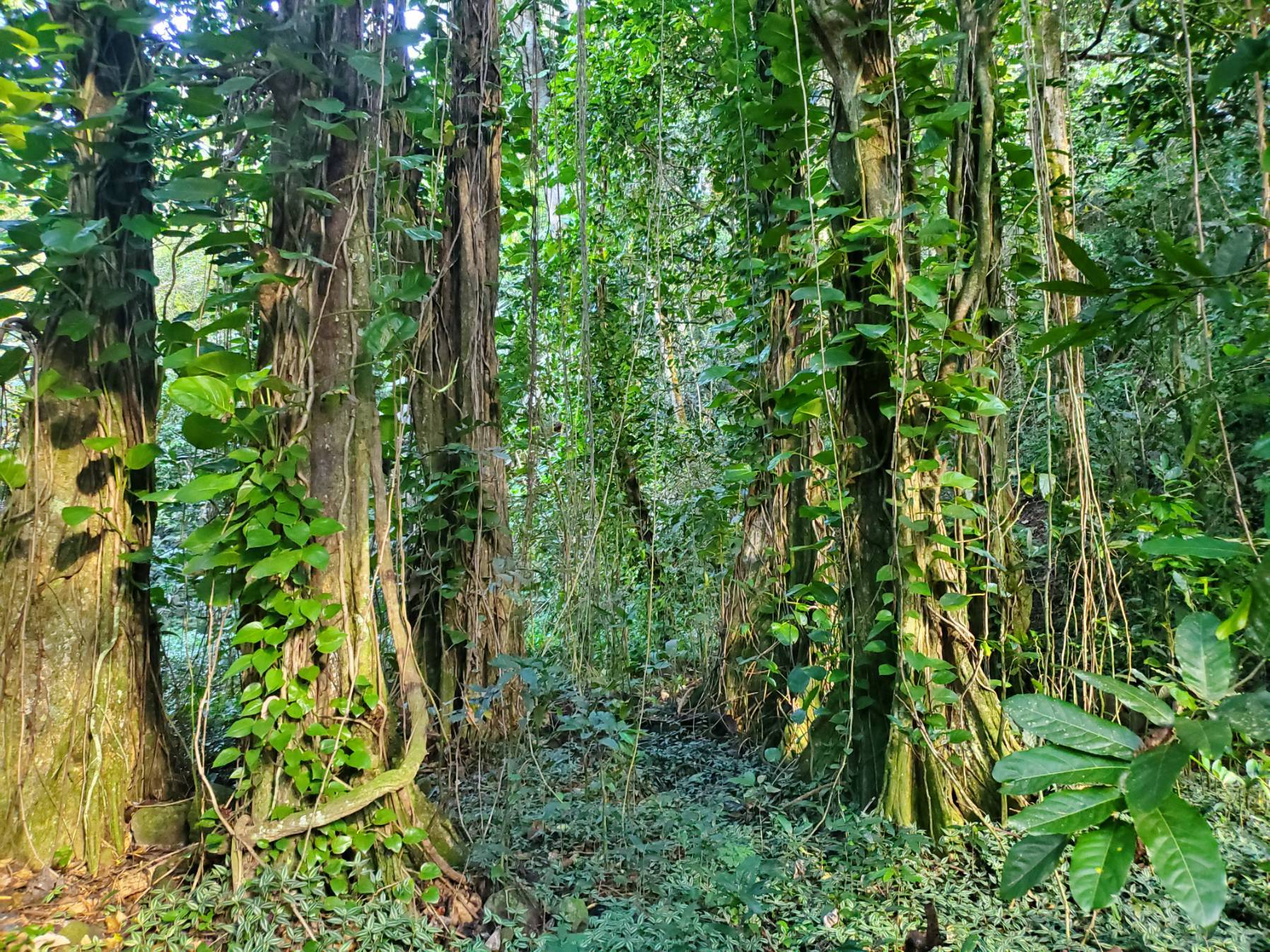Cook's Bay, Moorea - Raiatea _EFEDD4C5-A11E-4EDA-9BD9-136FE0512D93