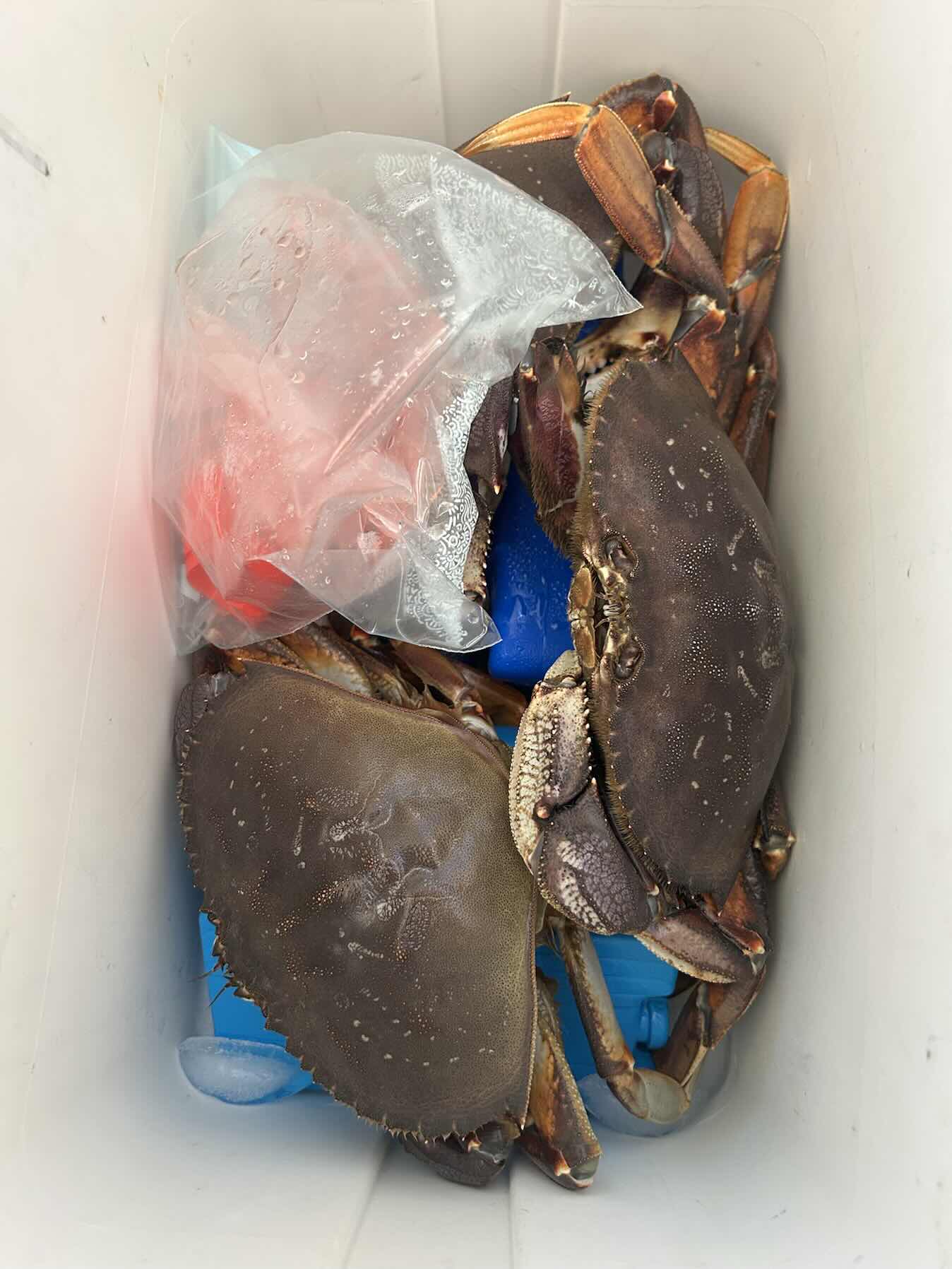 Crab pot float_FFBCABC2-E3A6-40BD-8220-C89CE321735A