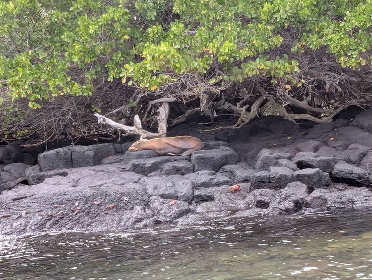 Voyage photo from Kayaking Floreana- Baroness Cove 8Jul25