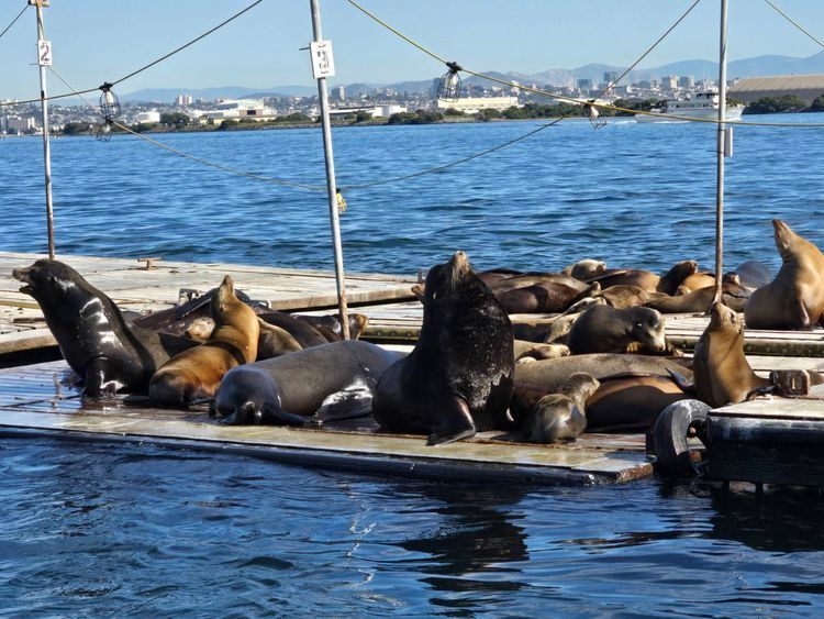 Voyage photo from sp3 with Jewels on 663/631