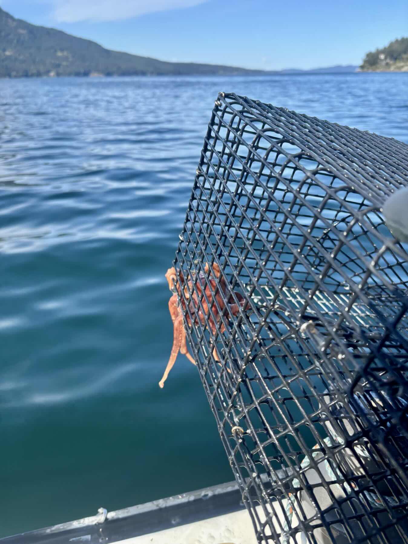 Search for crab and prawn site_5EAEB947-1E5F-42C3-879E-2691A45F1EA1