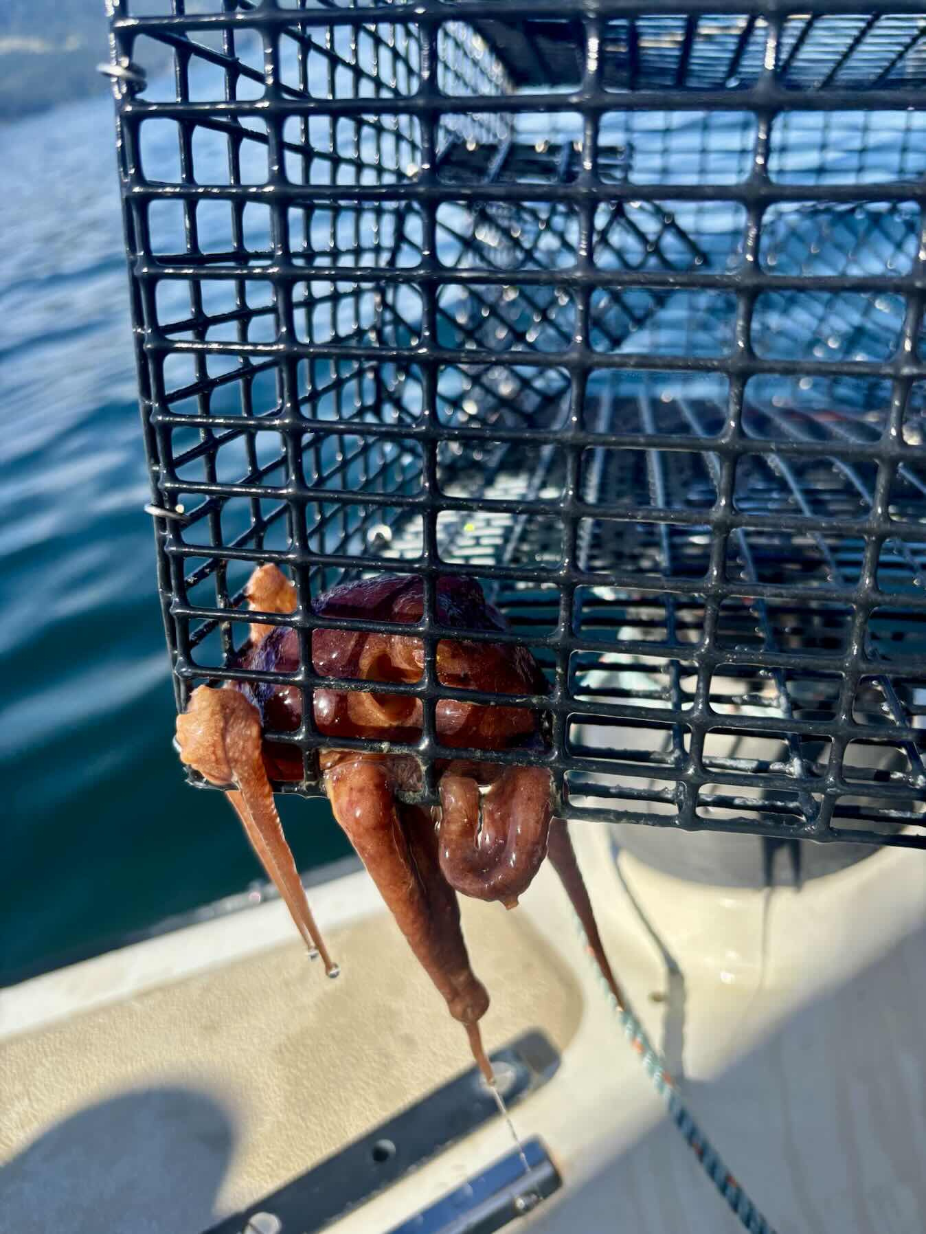 Search for crab and prawn site_EFF06CAF-4720-4CEA-A6F0-8A8AB0FB6A70