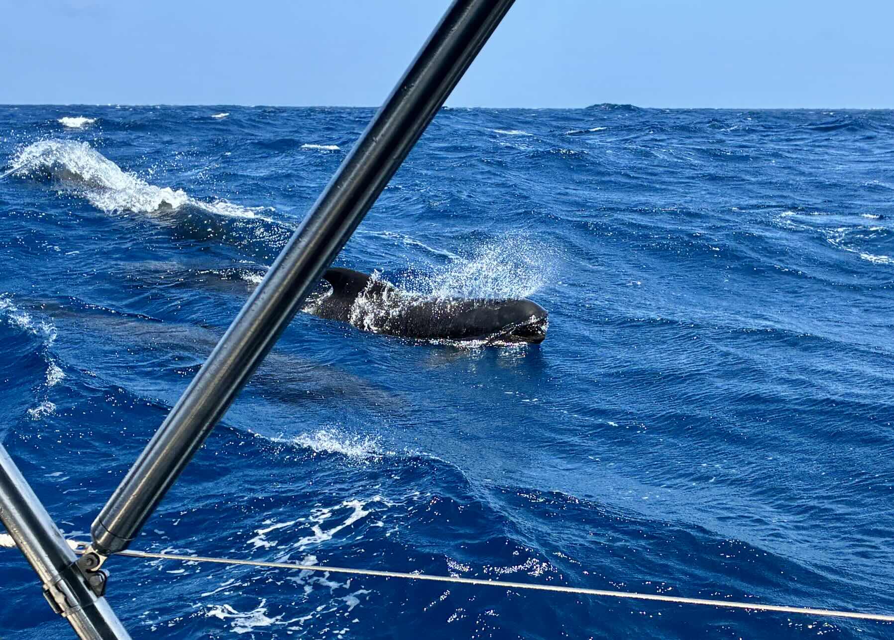 Falmouth to Madeira _93CA9013-9789-4950-9BBB-AEDD573E85B8