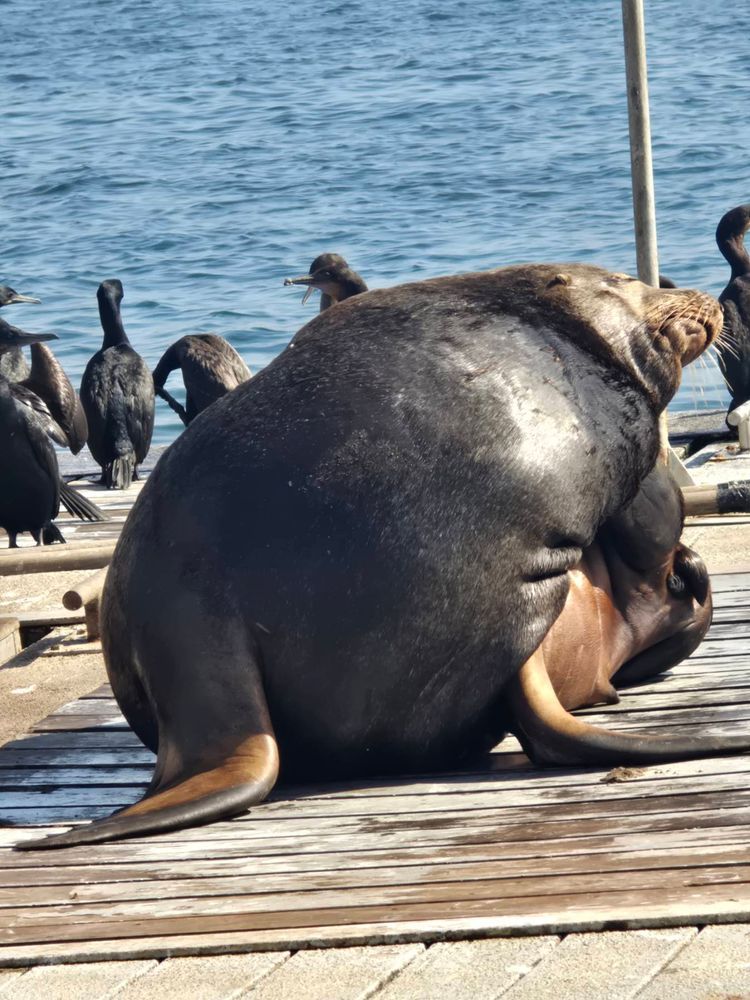 Voyage photo from emb with Jewels on 663