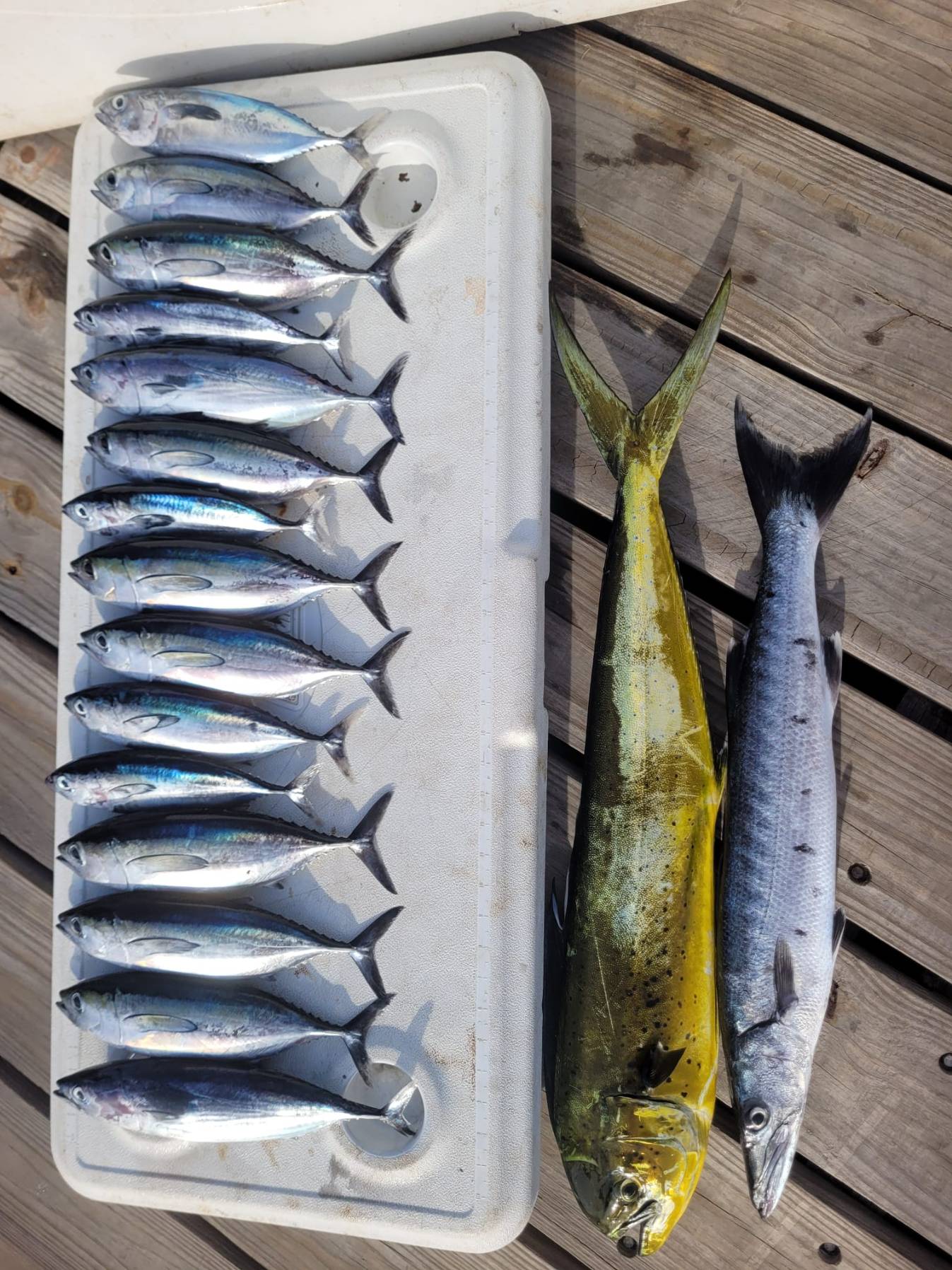 nice fishing trip _83679E9D-07D8-4459-9831-F20D2D0BC06C