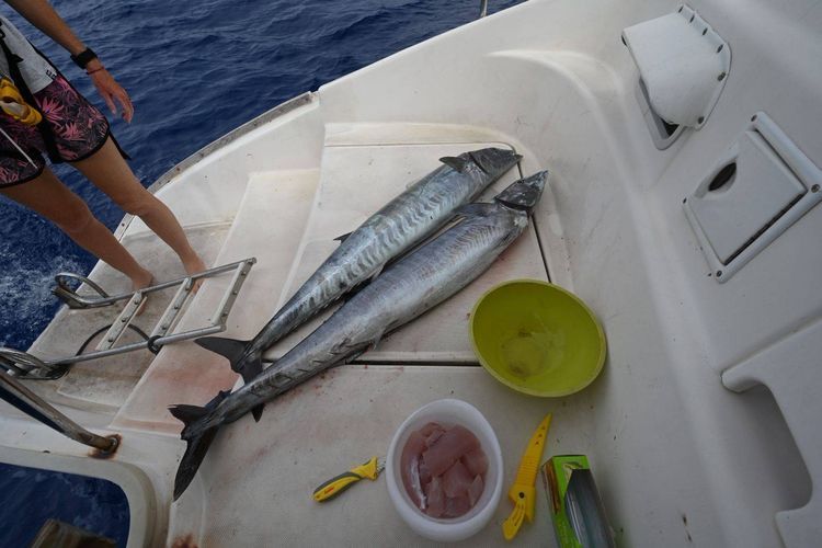 Voyage photo from 251029 Minerva South to Marsden Cove,  NZ