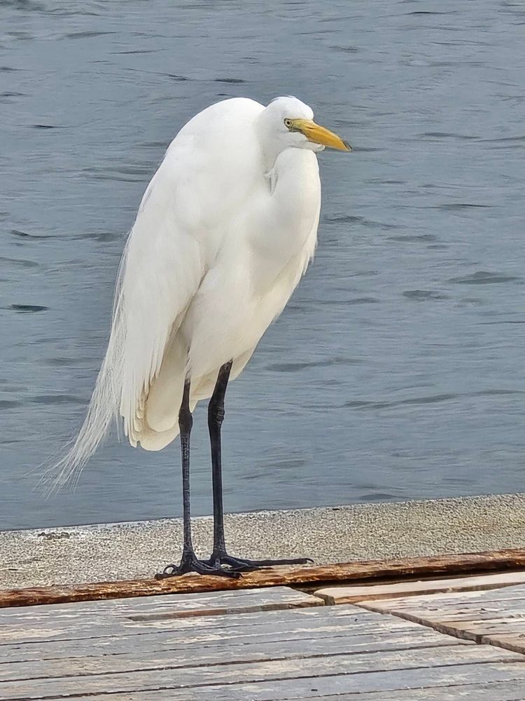 Voyage photo from sp2 with Jewels on 699