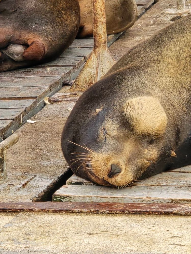 Voyage photo from sp2 with Jewels on 699