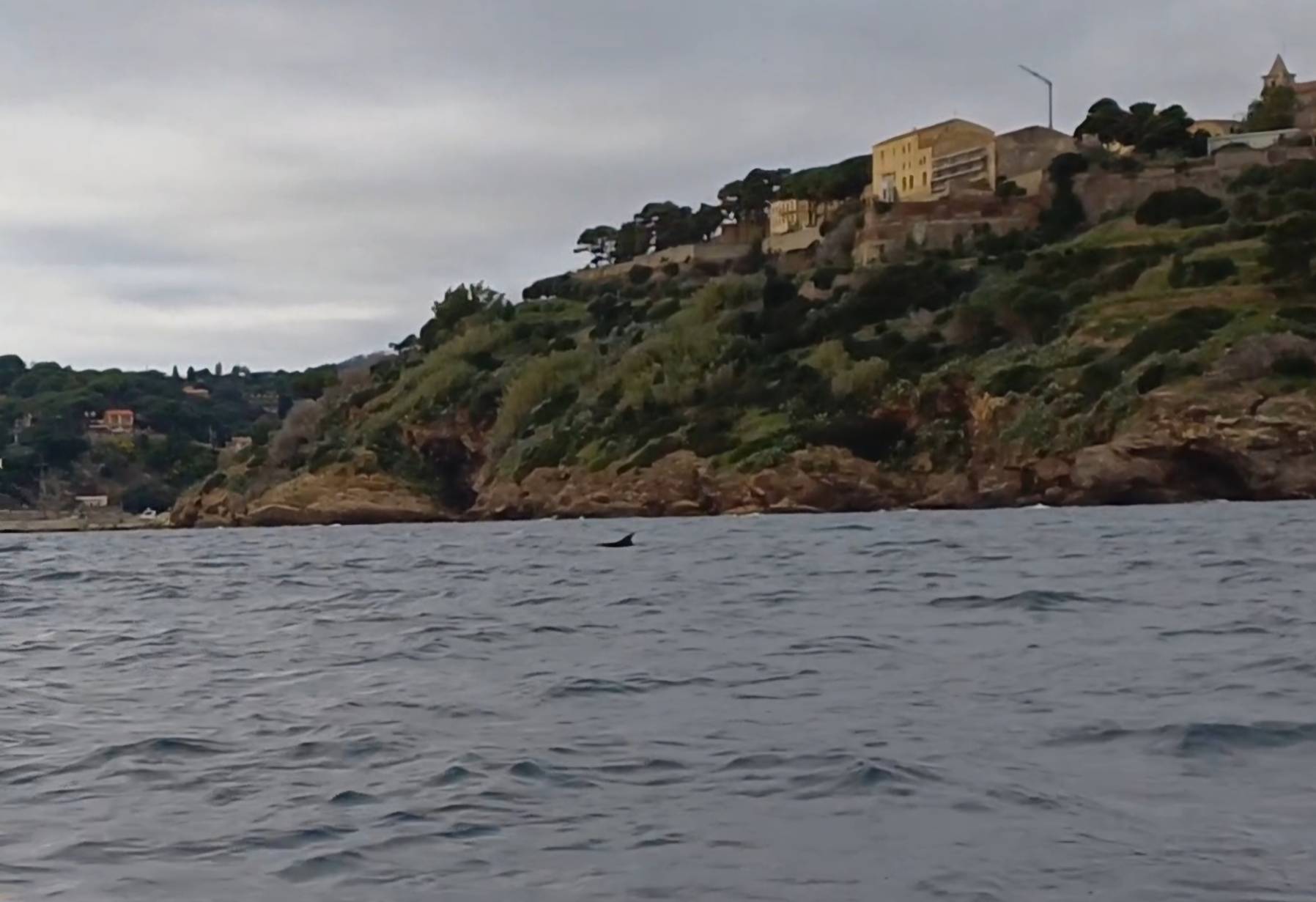 Big dolphin and little waves_F126E04A-96A0-4A10-A331-6B2951448949