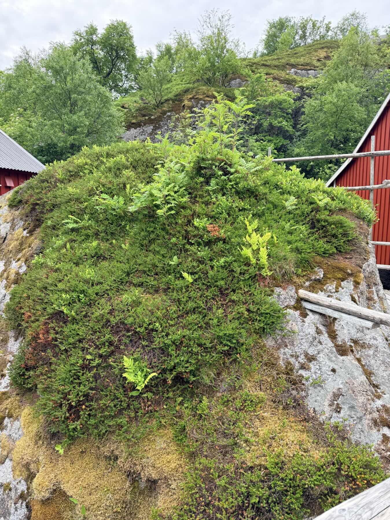 Maervollspollen to Nusfjord_E16B3FDE-B85F-4B4C-A4E1-99AC613F43AA