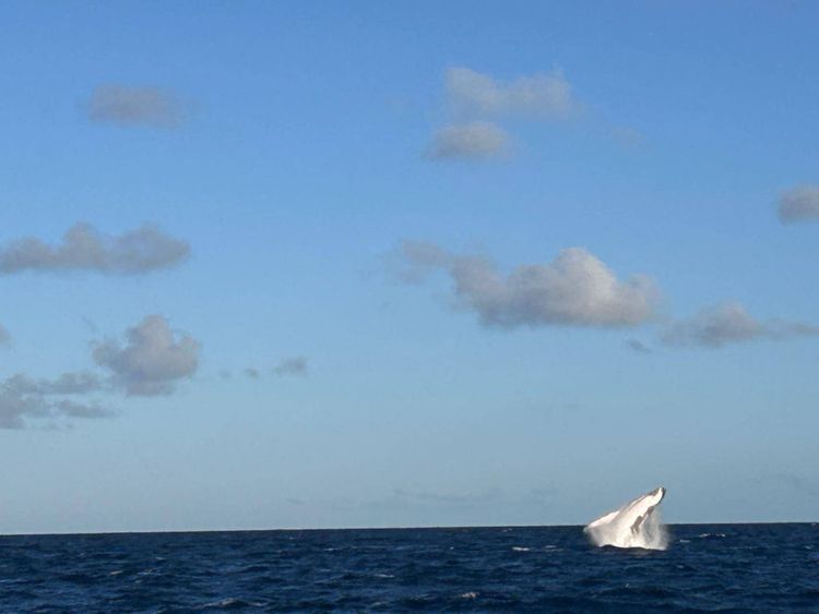 Voyage photo from Vanuatu to Mackay