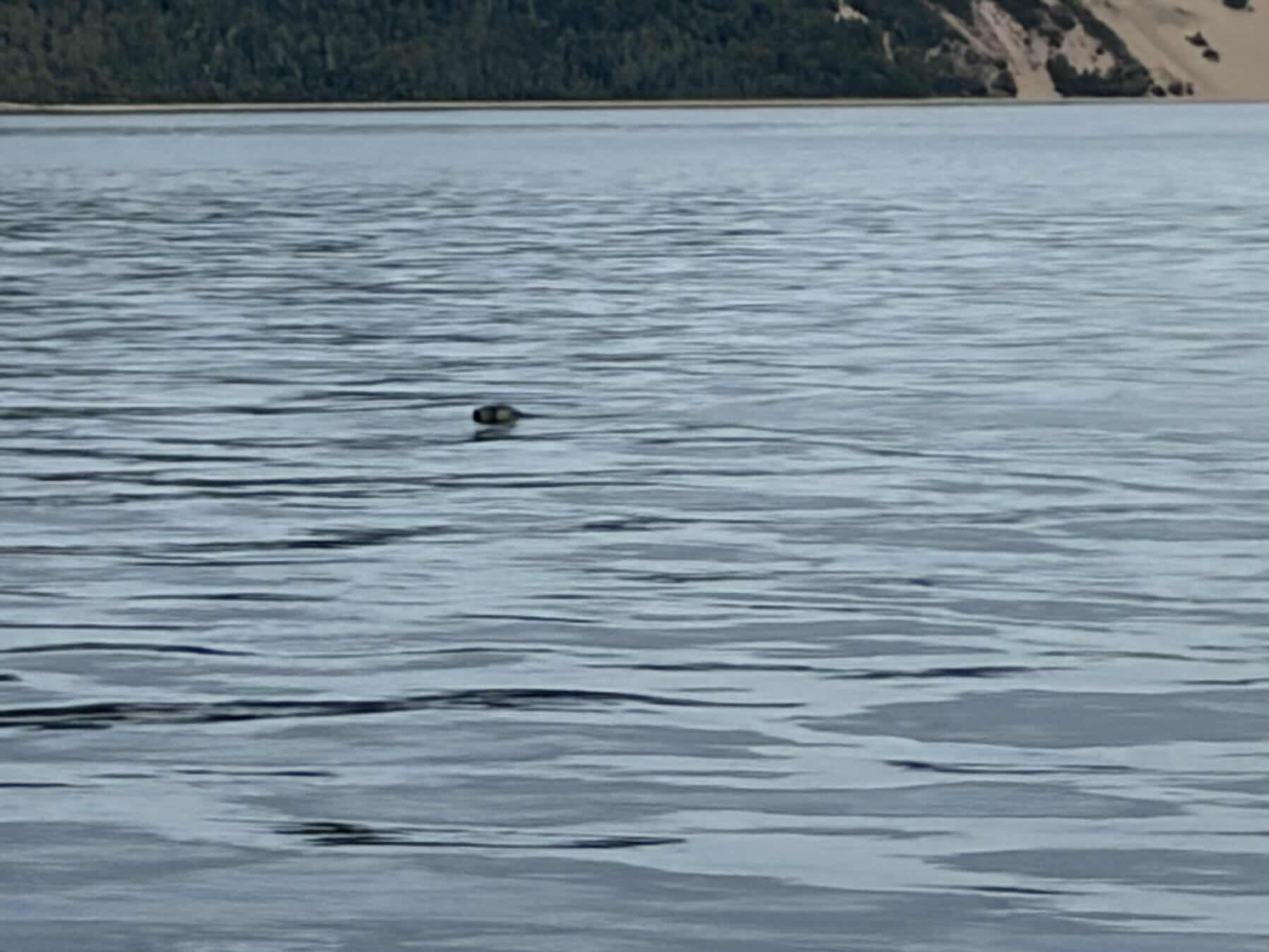 Tadoussac au Bic (Anse a l’Orignal)_61085F48-49C8-44AE-852C-99278160BC9C
