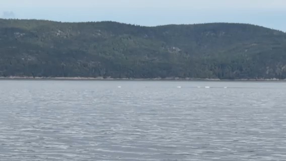 Tadoussac au Bic (Anse a l’Orignal)_51BF8A70-B8E1-41DA-8D03-CD42D01A6DA1