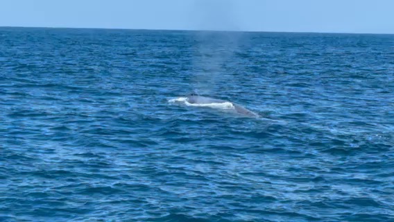 Whale Watching on America_0FD2773B-1855-4FA1-874A-F6779768CBEA