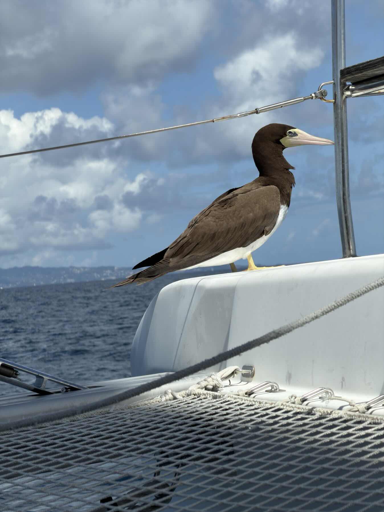 Tobago Cays > Bequia_53E2FD23-3BC8-4832-B9FF-14F492A853DC