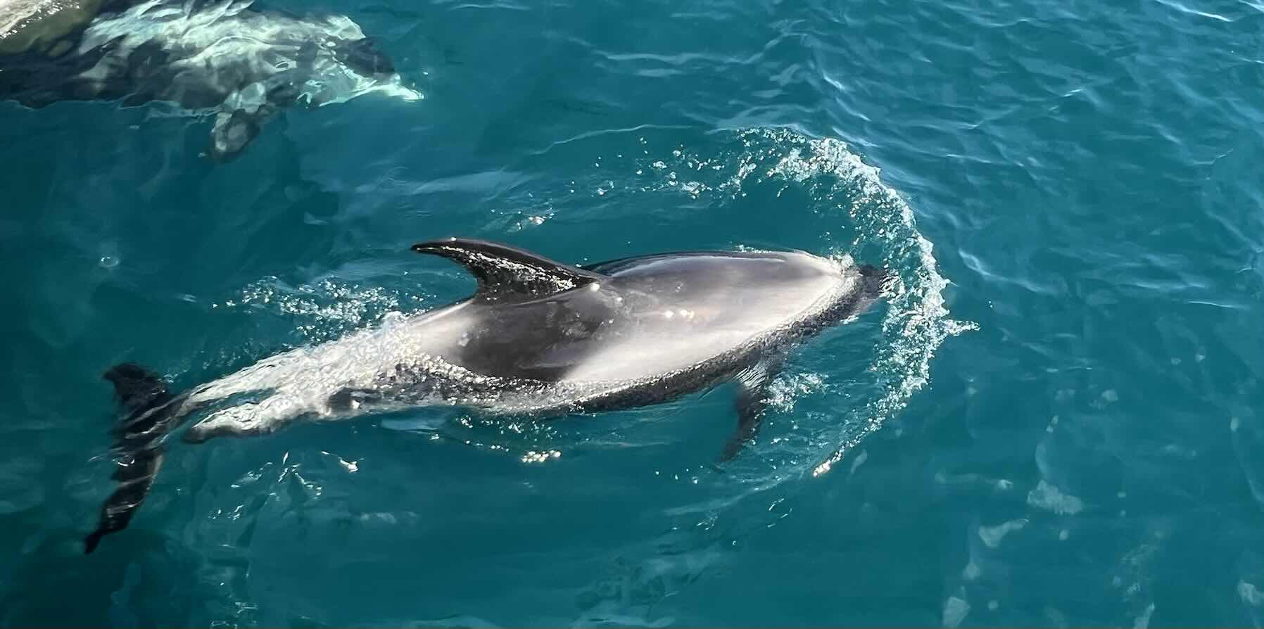 Eddystone and dolphins! _4590816F-CBF5-40F5-A9B4-65372AD08D32