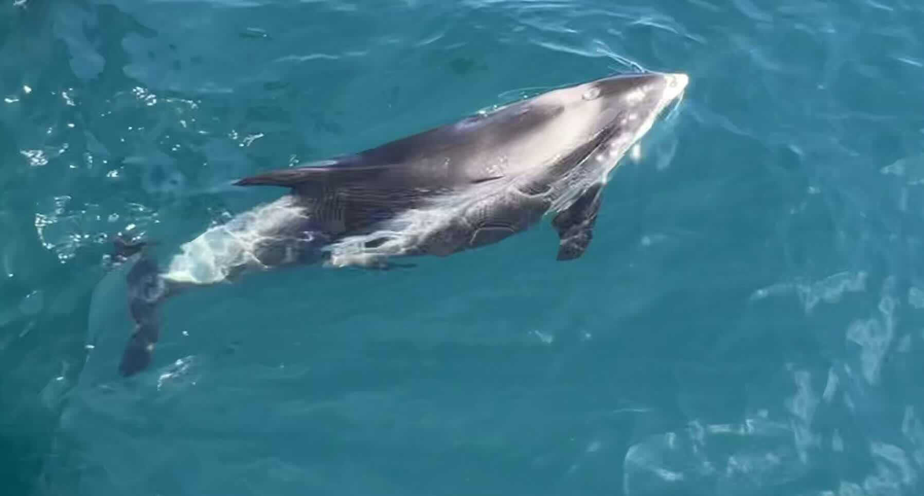 Eddystone and dolphins! _FF47943F-10ED-4ABA-A394-47971F1BDC99