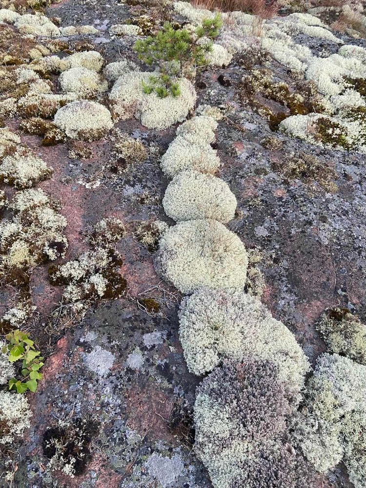 Voyage photo from Day 24, Sailing to Eckero, Aland