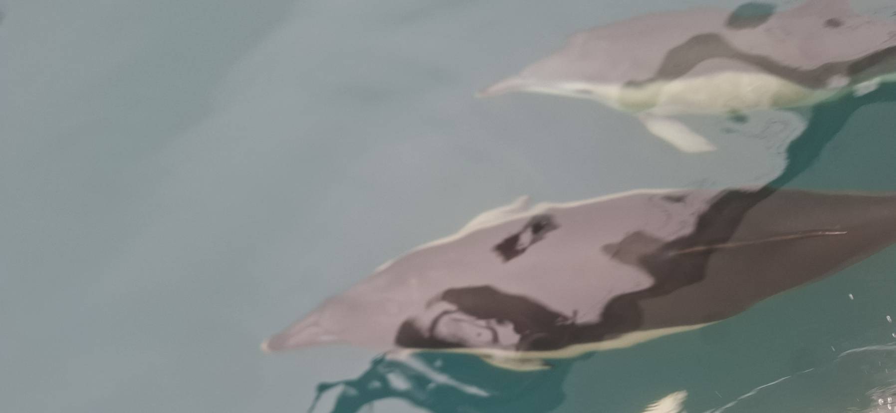 Grey motor to Falmouth, lit up by dolphins! _5475EFBE-EC9B-4226-8EFA-270C00F26244