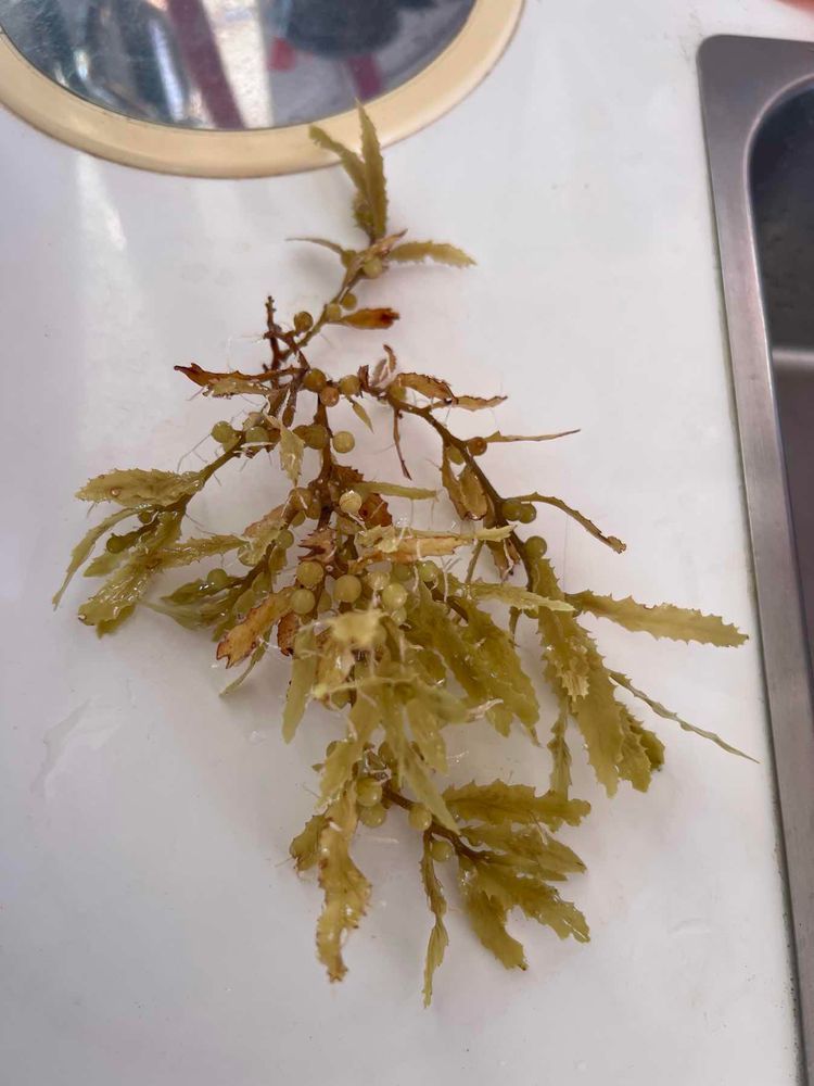 Voyage photo from Tenerife - Martinique