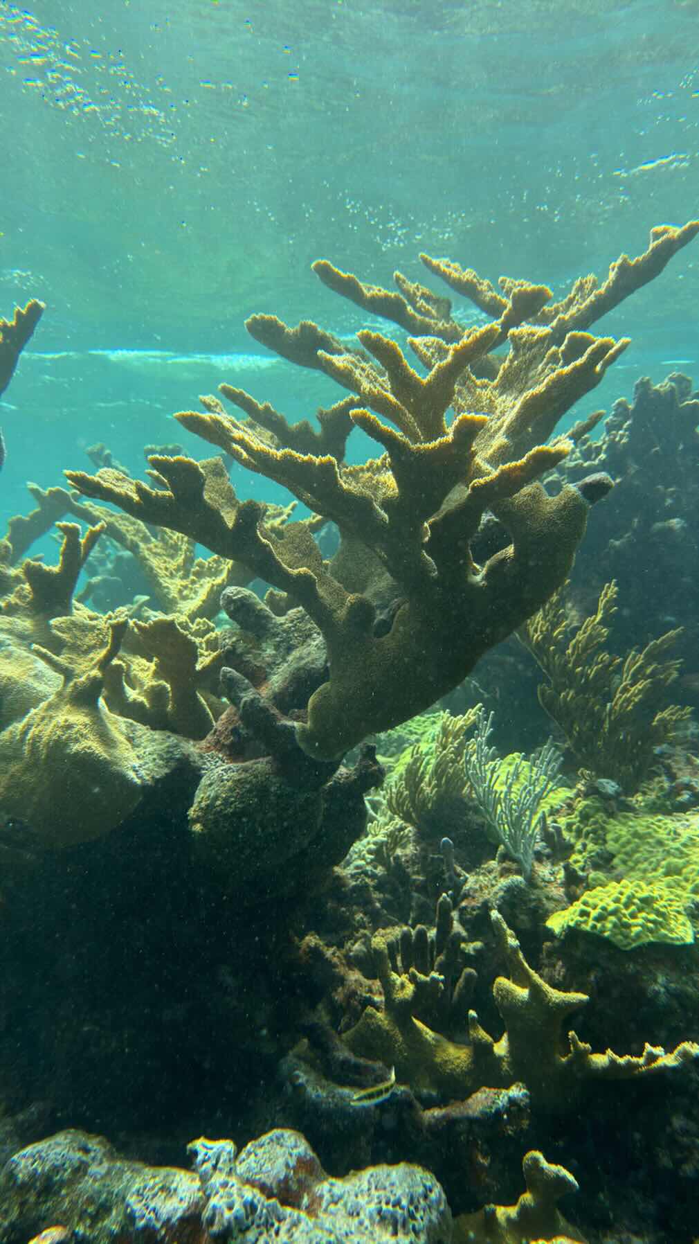 June 2026 start of back to FL trip - MOW Cay to Green Turtle with LOTS of stops and snorkeling/diving on the way_55BA7E36-A2C4-49A9-A39A-DADC220663BE