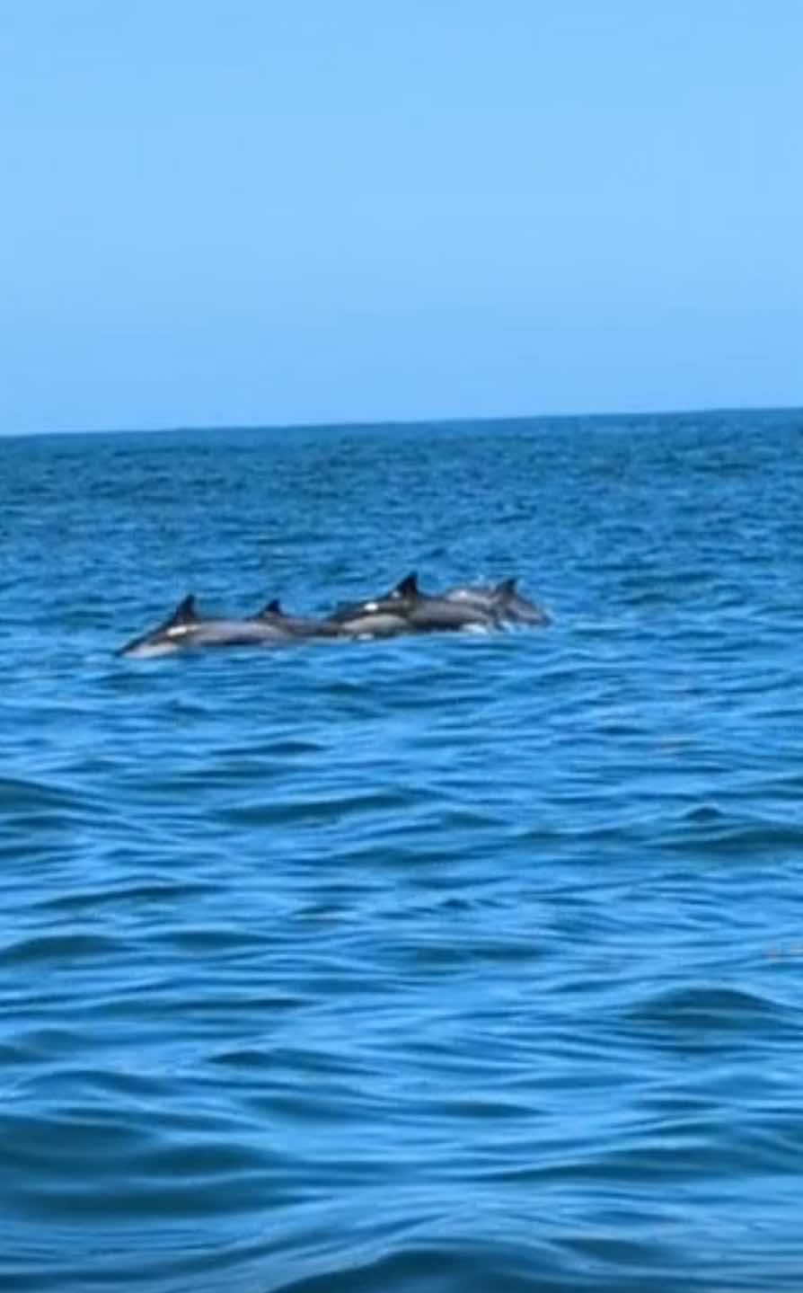 The Great Dolphin Chase_4A09A4E8-49AF-4C07-B98D-0BABE0FE93EB